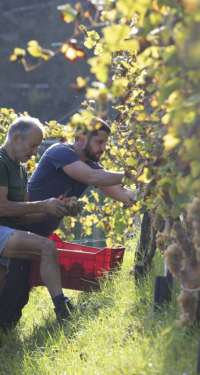 Il vino prodotto in Alto Adige