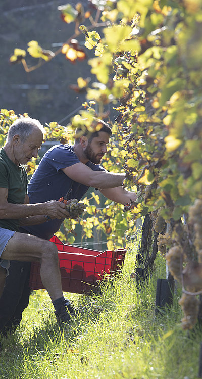 Il vino prodotto in Alto Adige