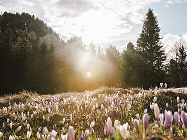 Krokusblüte Schalders